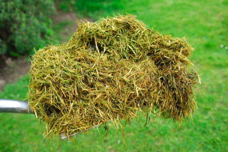 grass clippings
