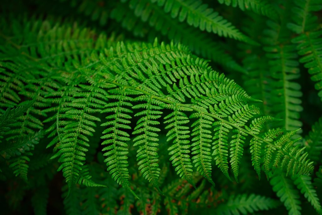 green fern leaves