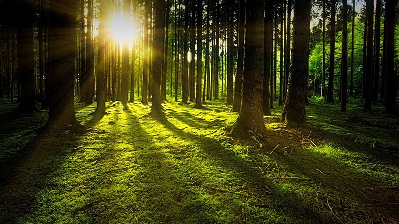 green forest