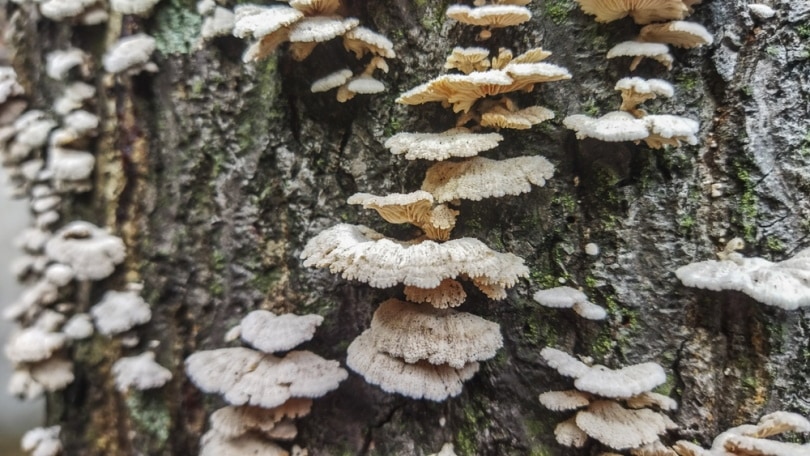 green gill mushroom