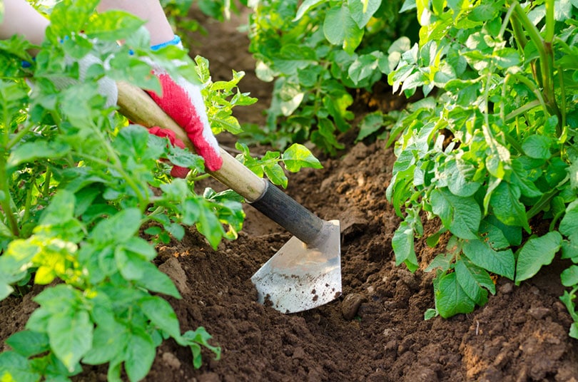 hands earth up potato plants with a hoe