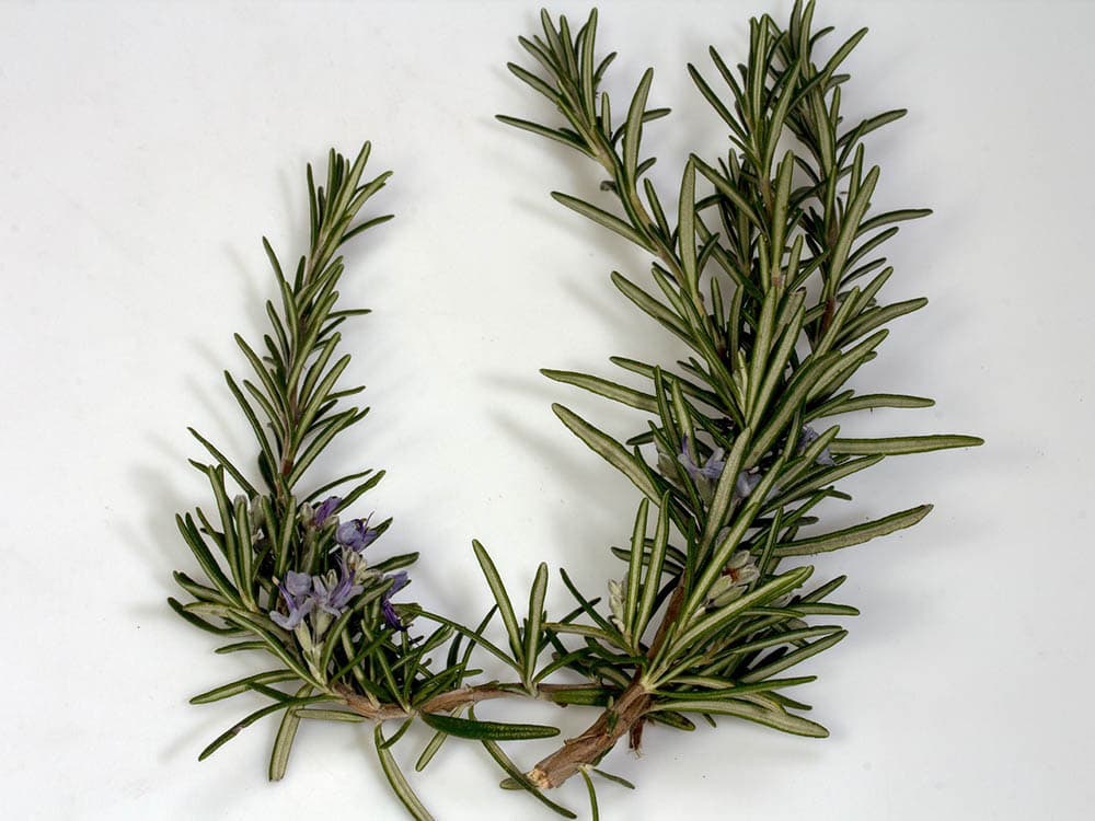 harvested rosemary branches