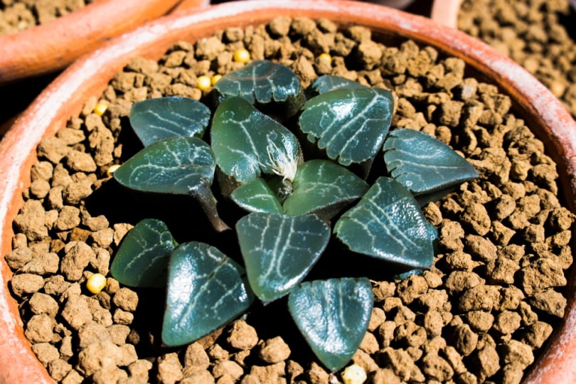 haworthia correcta