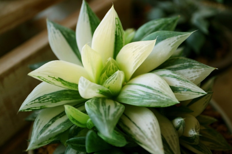 haworthia retusa