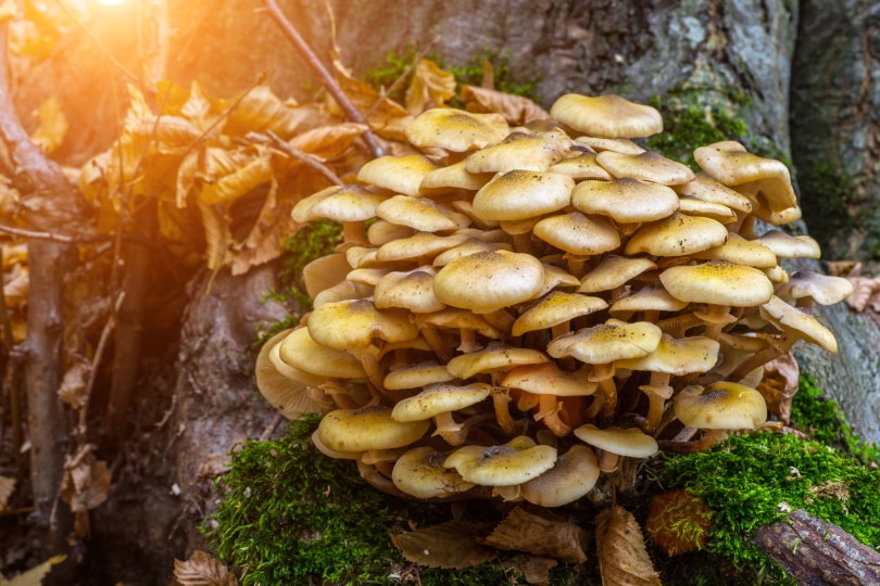honey fungus