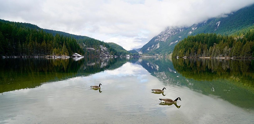 hydroelectric reservoir in buntzen lake in canada
