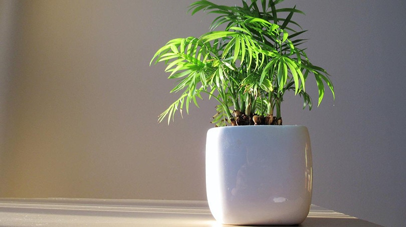 indoor bamboo