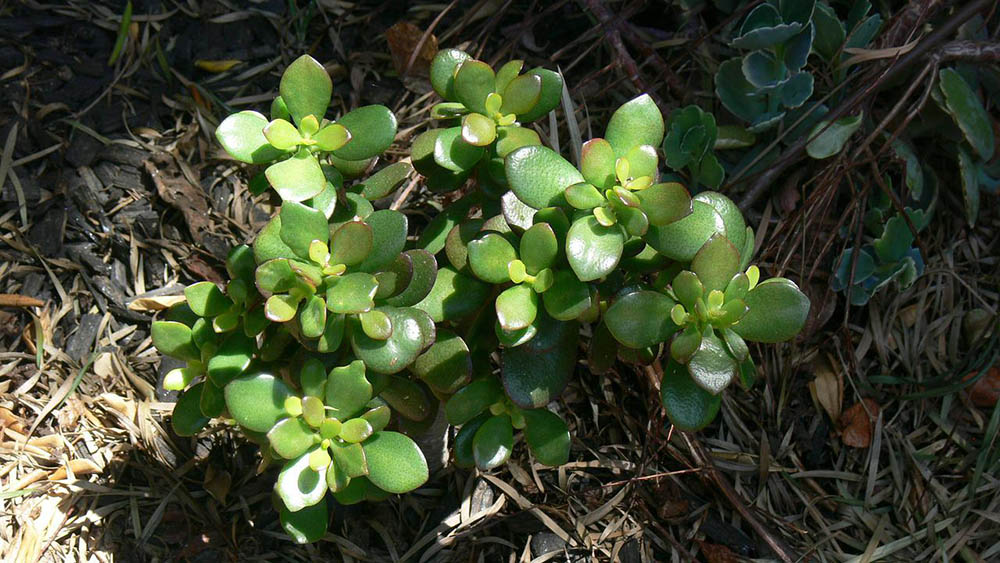 jade plant on the ground