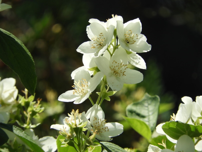 jasmine flower