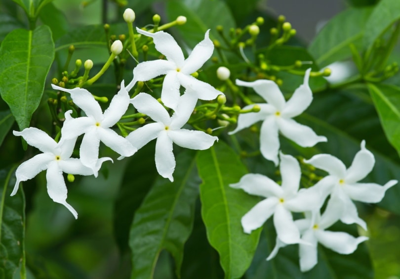 jasmine flower
