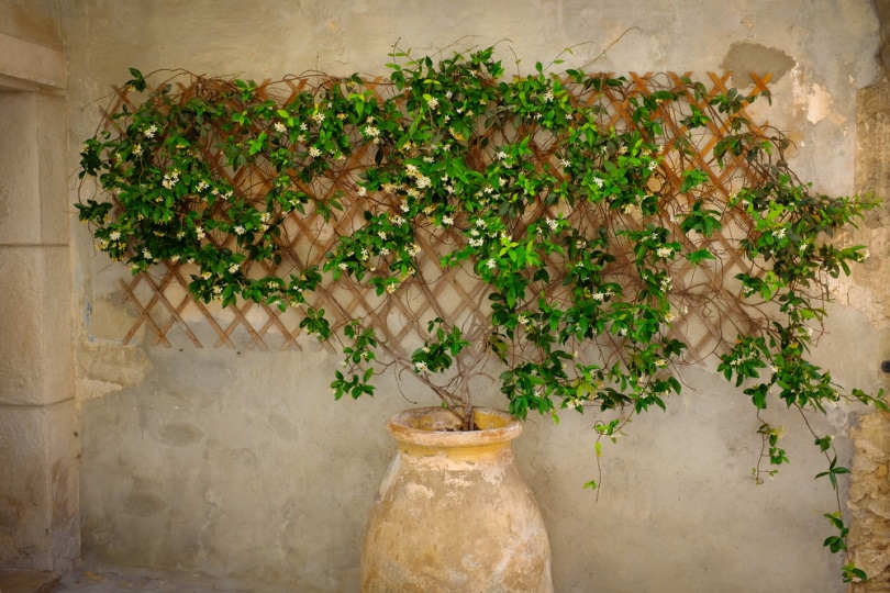 jasmine plant in pot