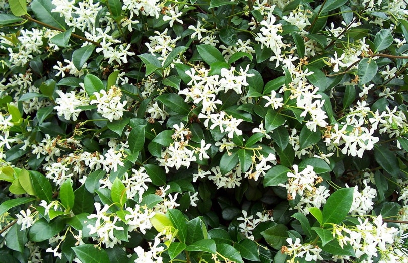 jasmine plant