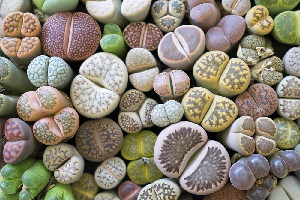 living stone