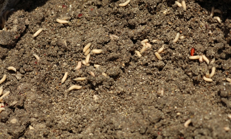 maggots in soil