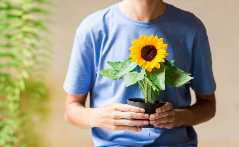man holding pot with sunflower