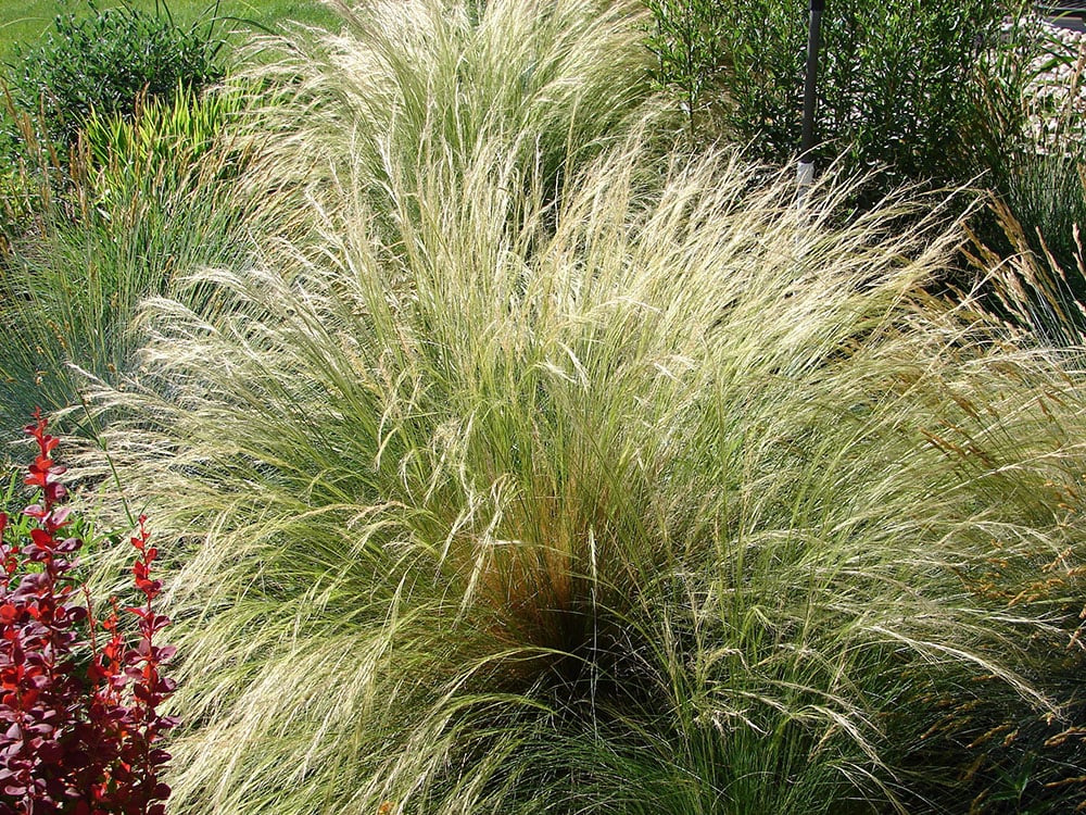 Mexican Feather Grass