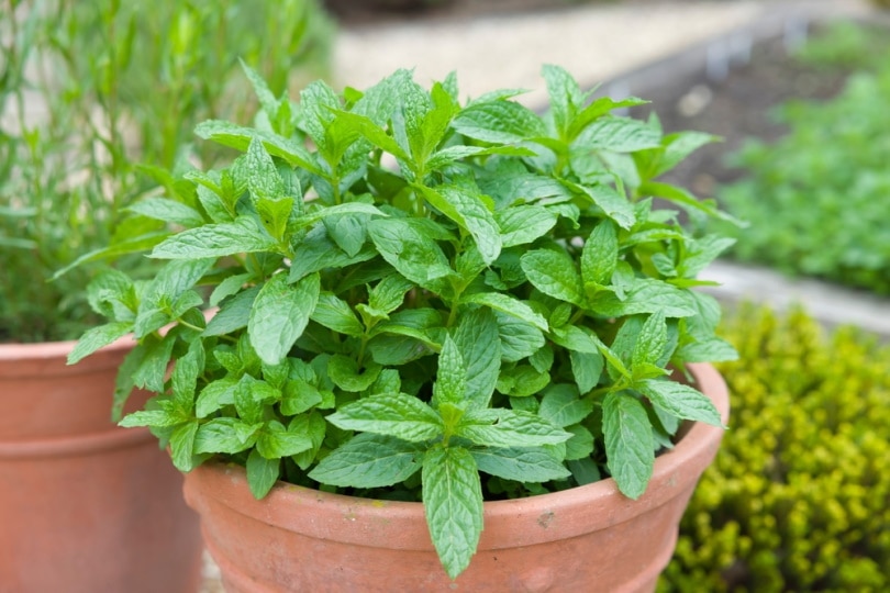 mint plant in pot