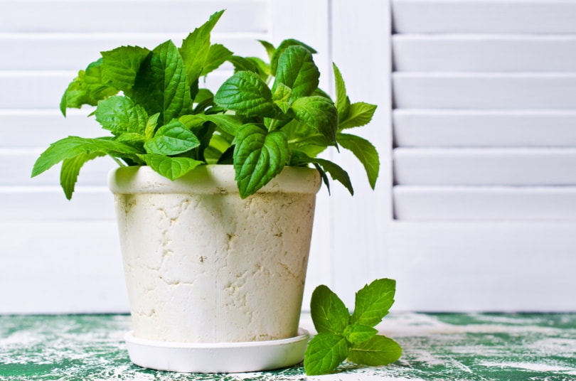 mint plant indoor
