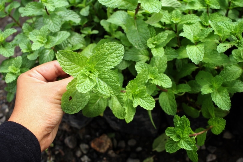 mint plant