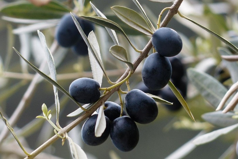 olive fruit