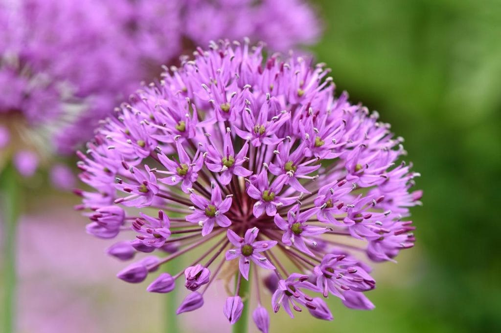 ornamental onion close up