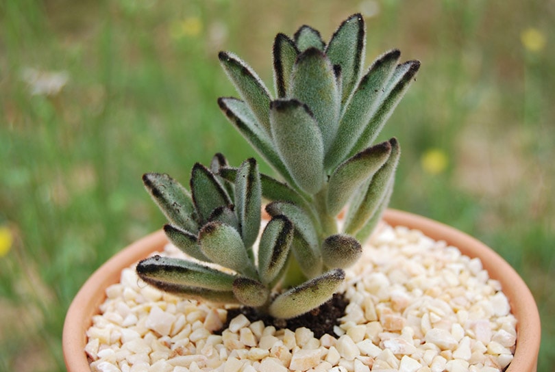 panda plant in a pot outdoor