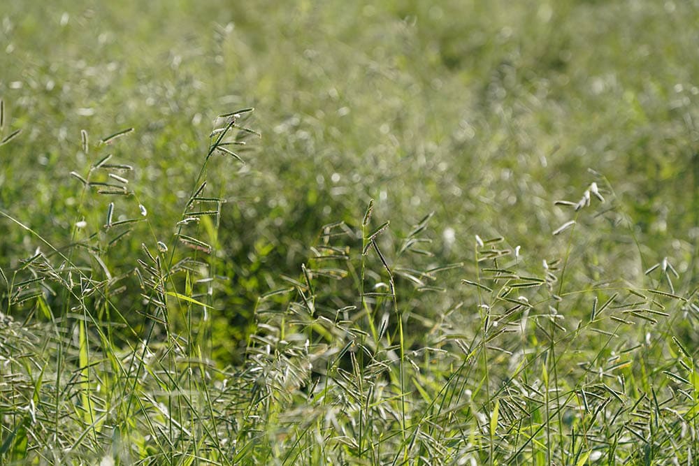 Paspalum grass
