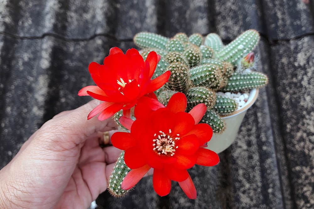 peanut cactus with red flower