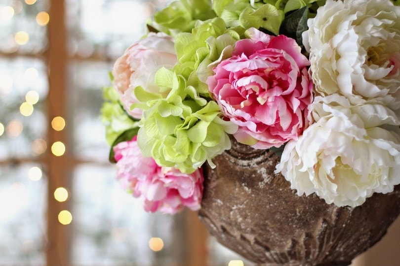 peonies in a vase