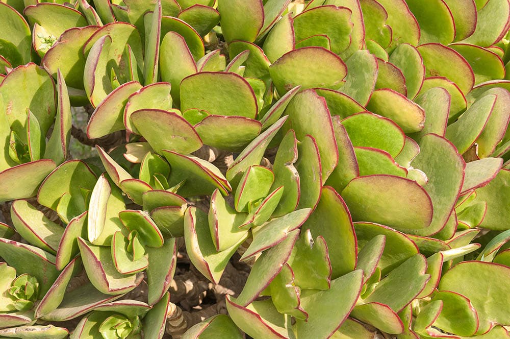 pigs ear succulent close up