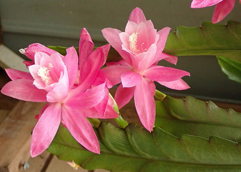 pink orchid cactus
