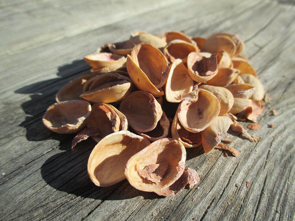 pistachio shells on the table