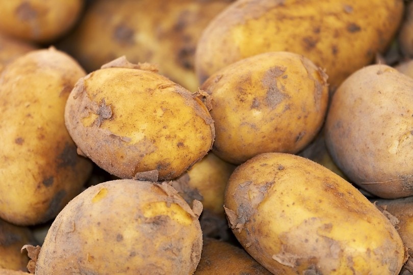 potato harvest