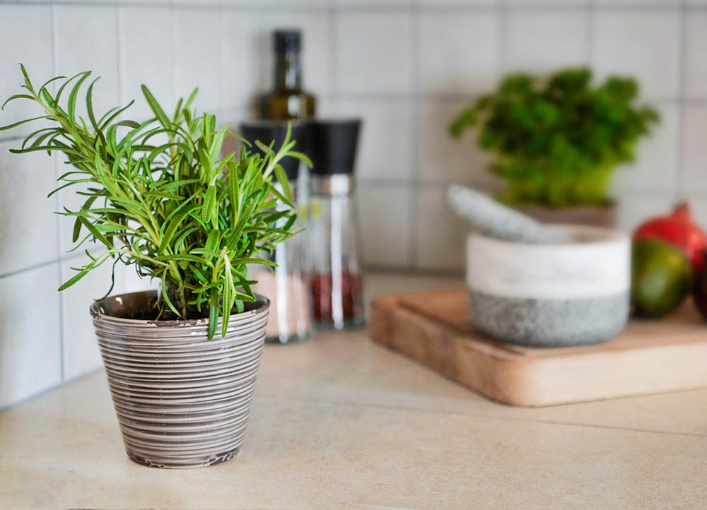 potted rosemary in the kitchen