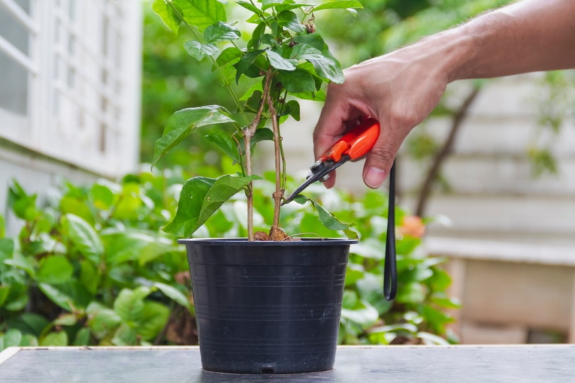 pruning jasmine plant