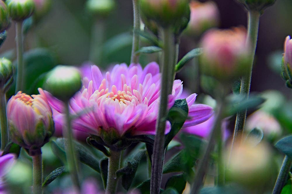 purple mums growing indoor