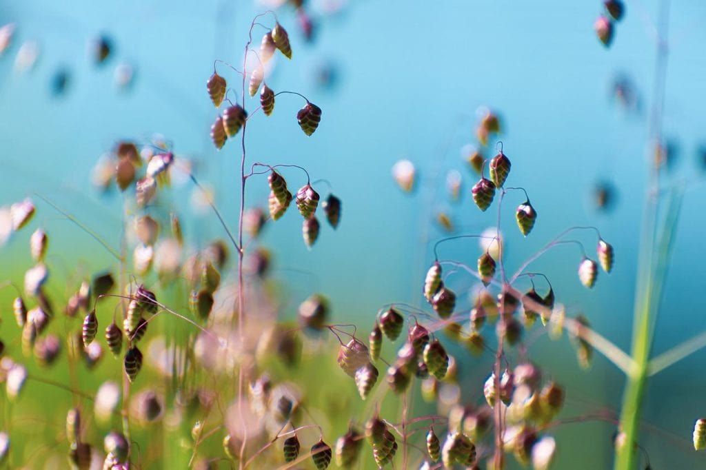 quaking grass