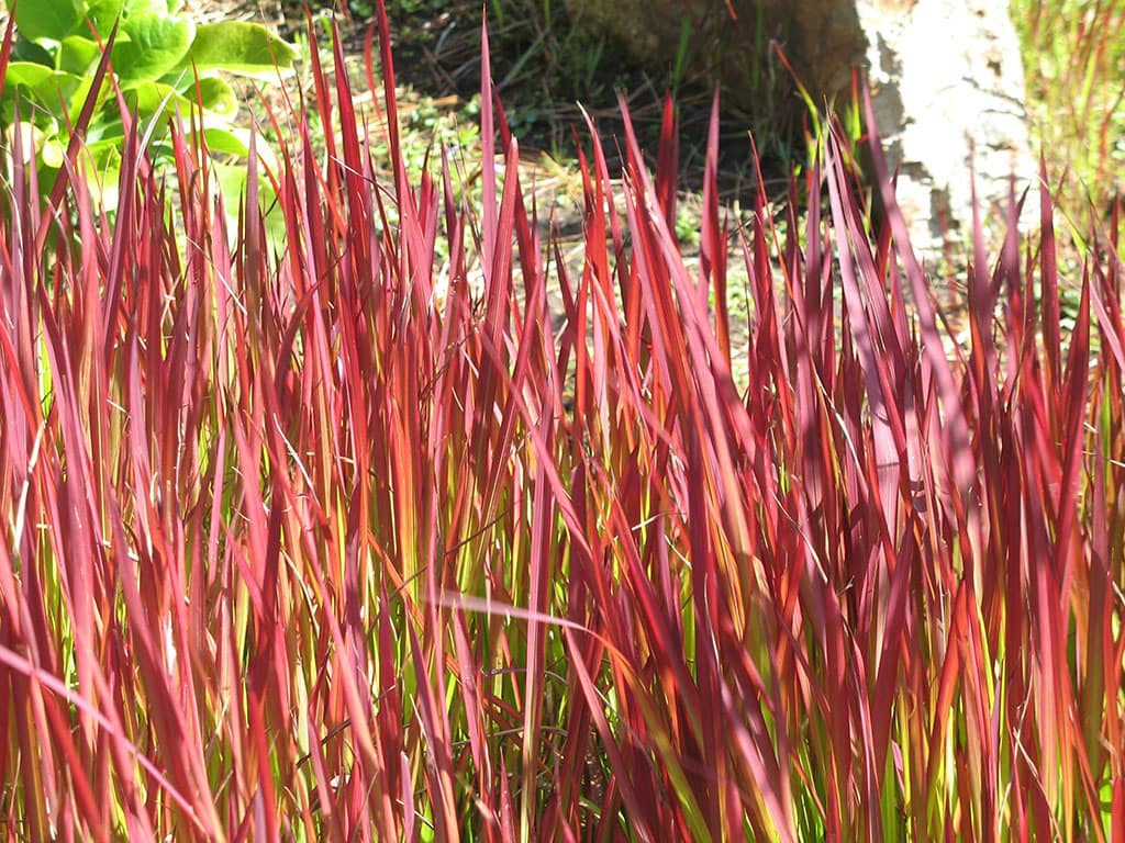 Red Baron grass