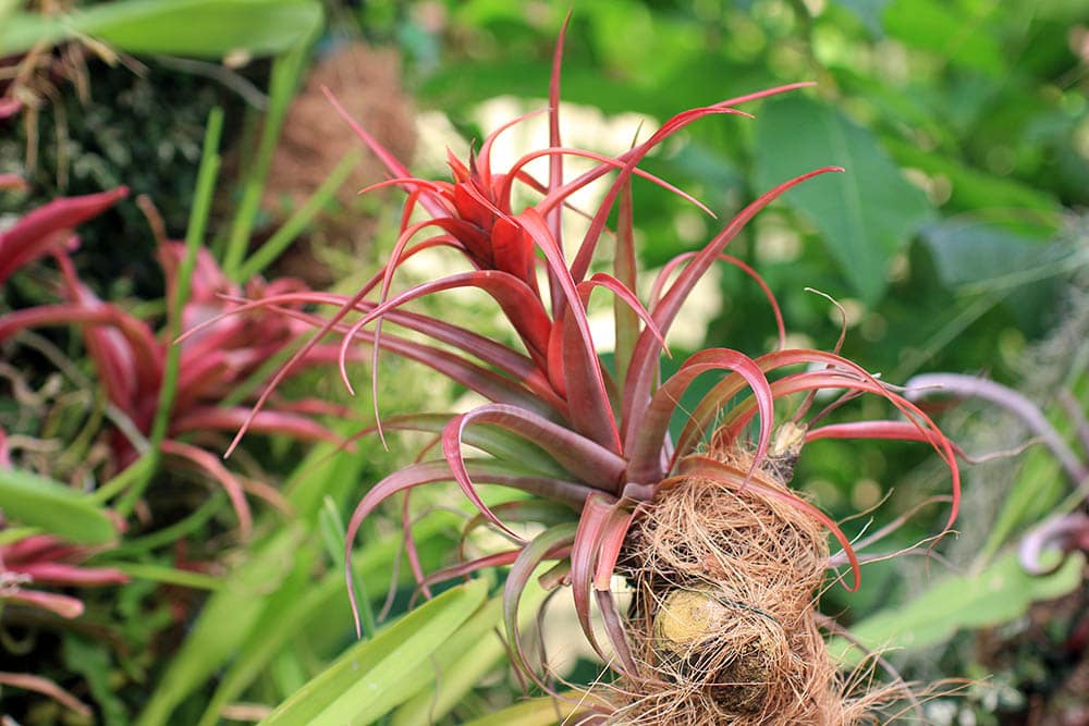 red burst