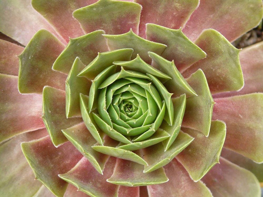 roof houseleek