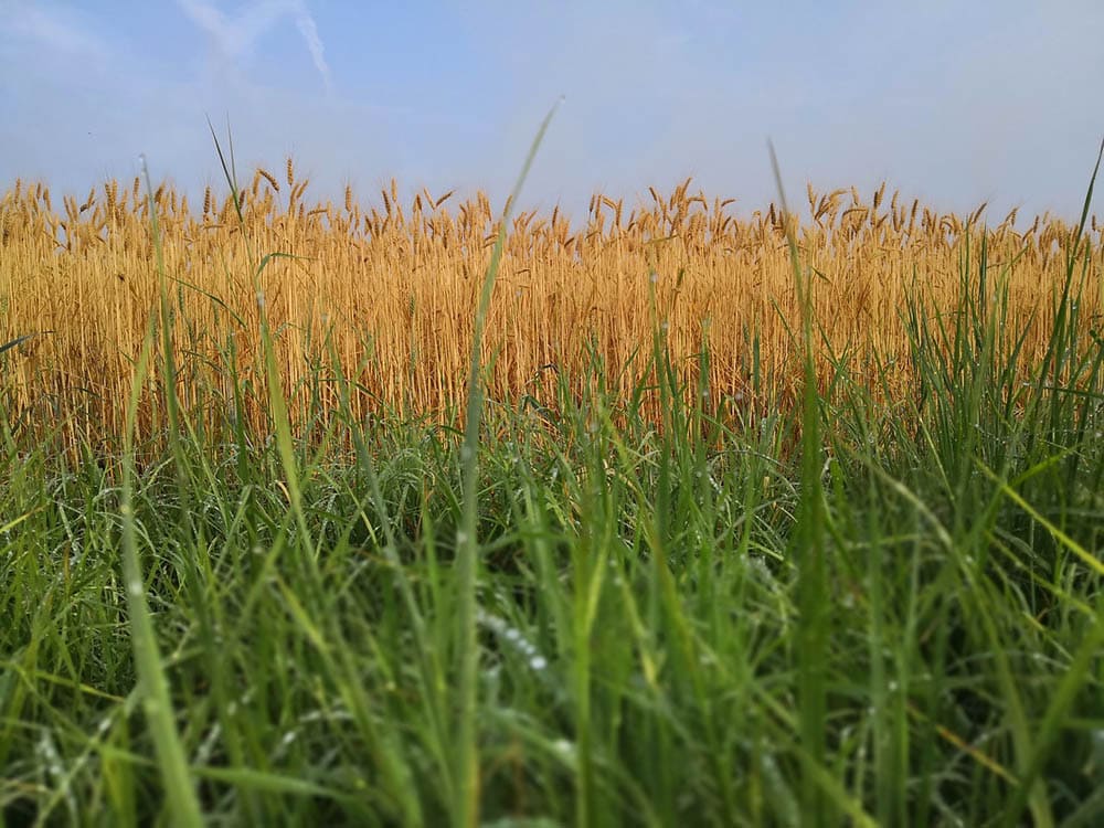 rye grass