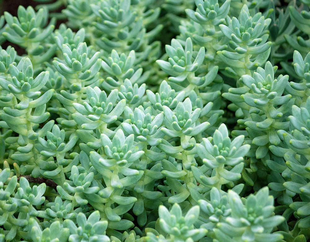 sedum treleasei