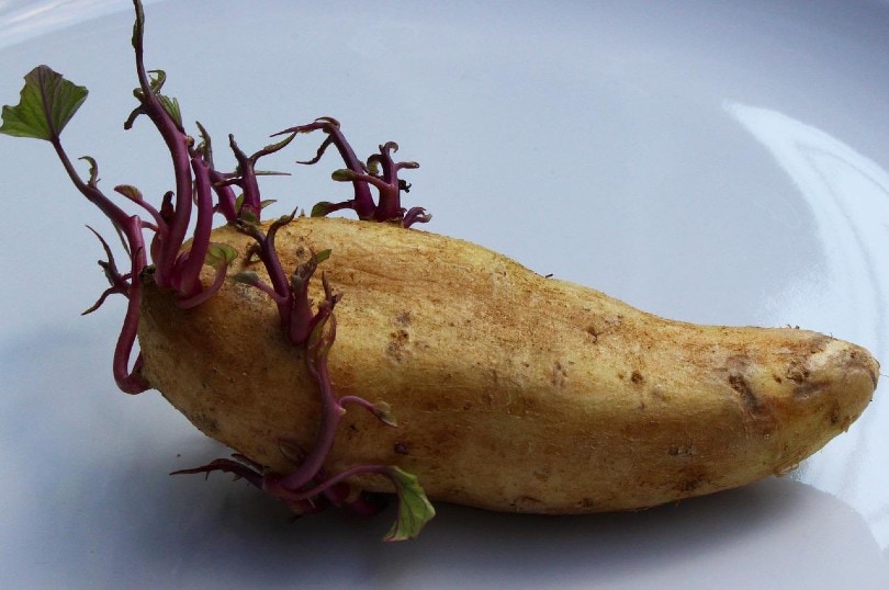 seed potato