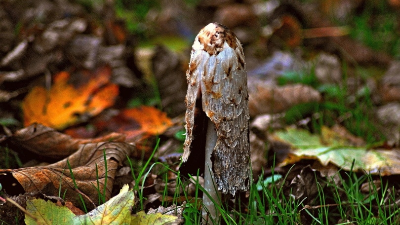 shaggy ink cap