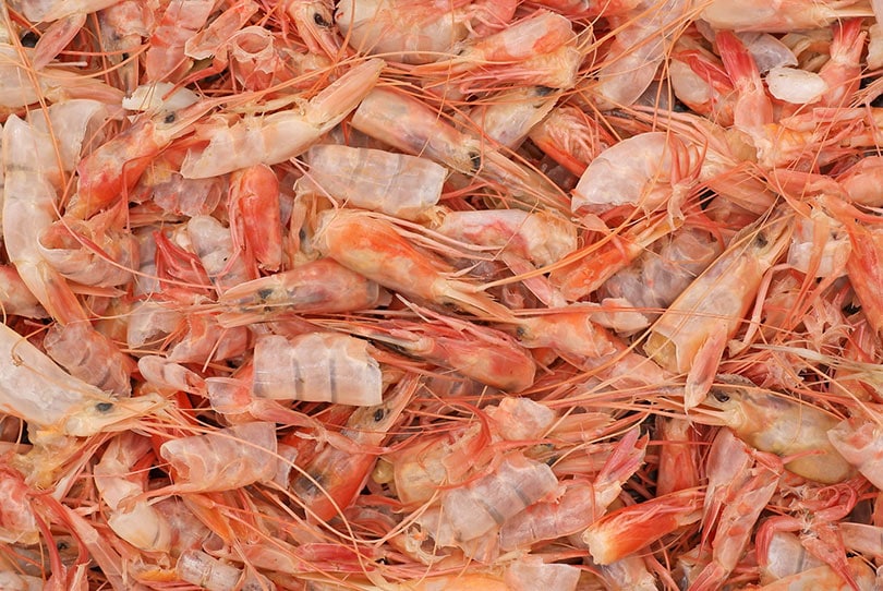 shrimp shells