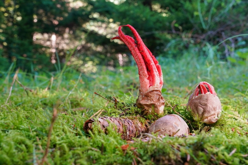stinkhorn fungus
