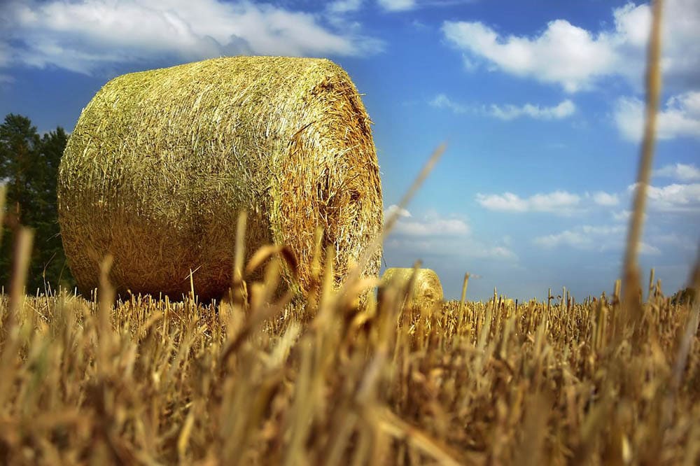 straw bale in the field