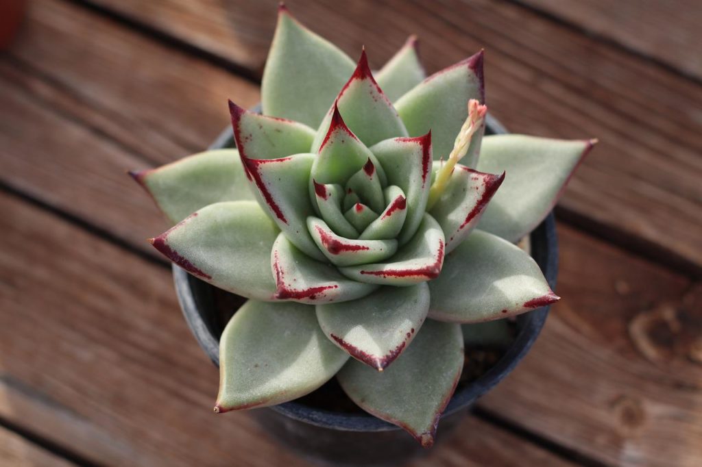 succulent on top of table