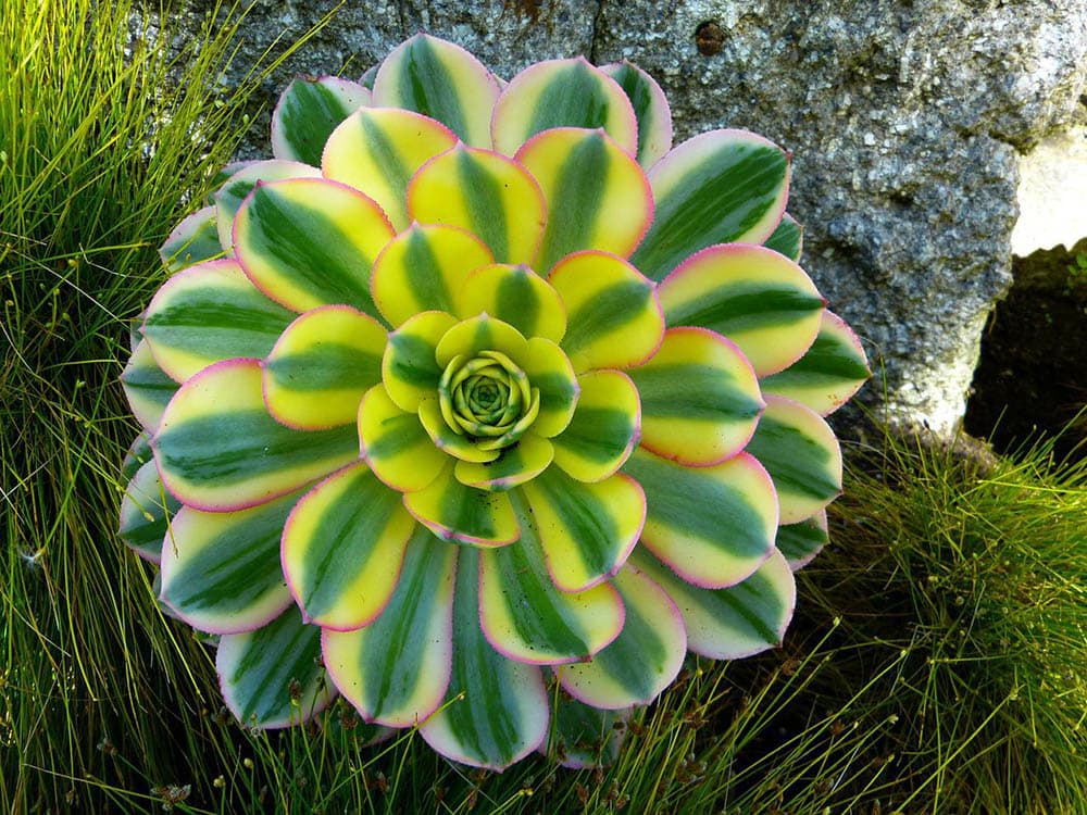 sunburst succulent
