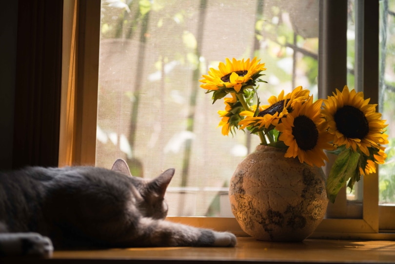 sunflower near window